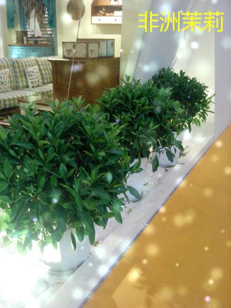 高新区商务楼植物花卉租赁哪里便宜批发