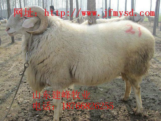 济宁市小尾寒羊活羊价格羊养殖利润厂家供应小尾寒羊活羊价格羊养殖利润