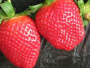 天瑞 草莓提取物  草莓果粉批发