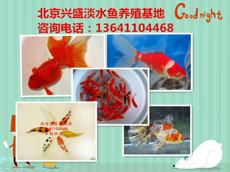北京观赏鱼出售
