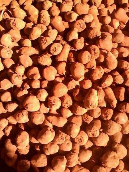 供应大量批发一代魔芋种子每公斤9-10元
