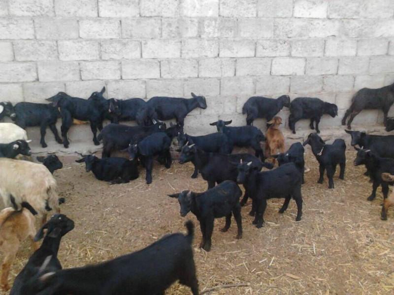 肉羊种羊提供养殖技术与方法批发