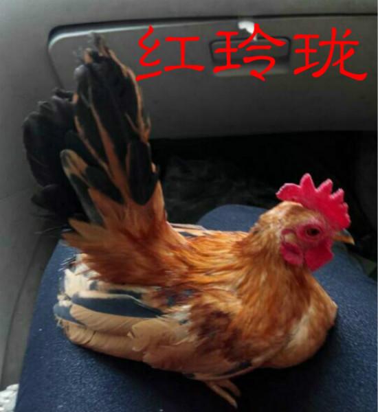 供应滨州红腹锦鸡元宝鸡