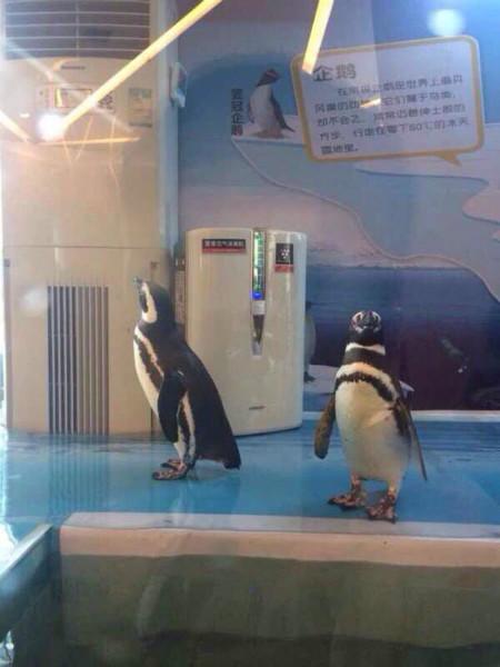 供应广州哪里可以租到活体企鹅