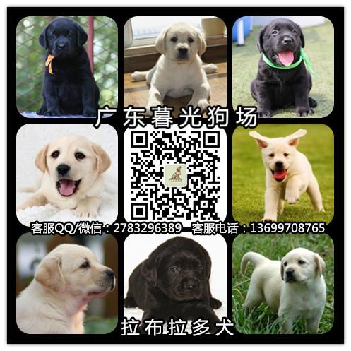 供应血统拉布拉多 广州纯种拉布拉多犬出售 广州拉布拉多价格 拉布拉多犬