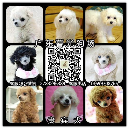 供应血统贵宾 广州纯种贵宾犬出售 广州贵宾价格 贵宾犬