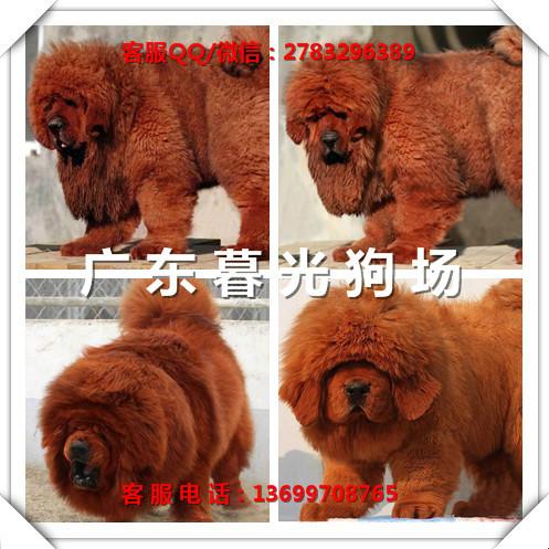 供应高品质藏獒广州藏獒价位广州出售纯种藏獒犬广东暮光狗场
