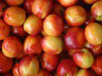 供应山东油桃批发市场价格，山东油桃大量供应，品种新鲜价格便宜