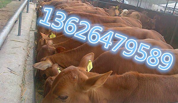 供应鲁西黄牛价格，山东最大的养牛场，山东省鲁西黄牛原种场