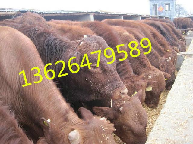 供应利木赞肉牛，利木赞牛价格，优质利木赞黄牛批发/采购图片