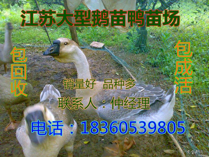 供应杭州鹅苗价格行情图片