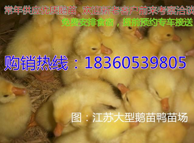 连云港市鹅蛋价格新鲜鹅蛋最新鹅苗价格厂家供应鹅蛋价格新鲜鹅蛋最新鹅苗价格