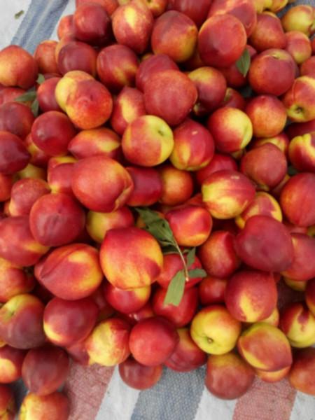 供应油桃基地价格  山东大棚油桃种植销售基地  哪里有大型的油桃批发市场