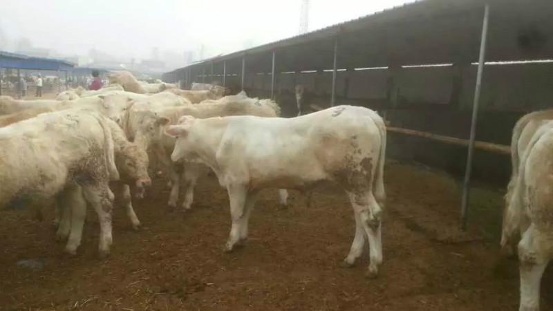 供应 福州畜牧养殖基地夏洛莱牛养殖肉牛夏洛莱牛加工夏洛莱牛价格