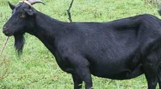 黑山羊的养殖技术批发