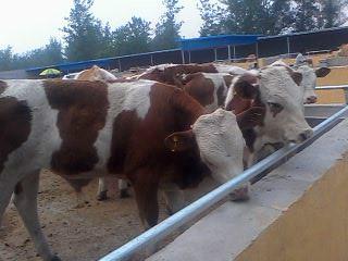 供应福建养牛场肉牛崽价格养牛技术养牛成本