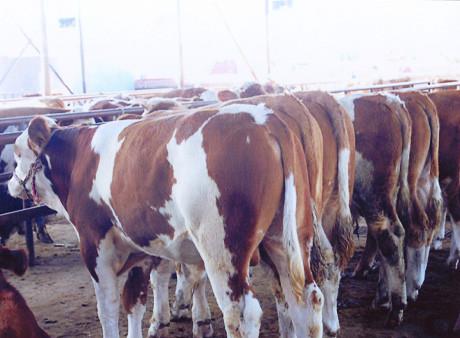 供应西门塔尔牛300-500斤肉牛犊