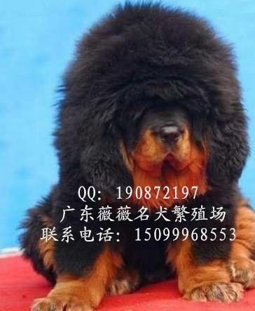 供应纯种藏獒幼犬 广州哪有出售藏獒犬