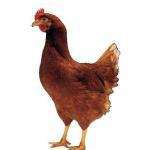 供应河南海兰褐青年鸡85日龄-蛋鸡-产蛋率94