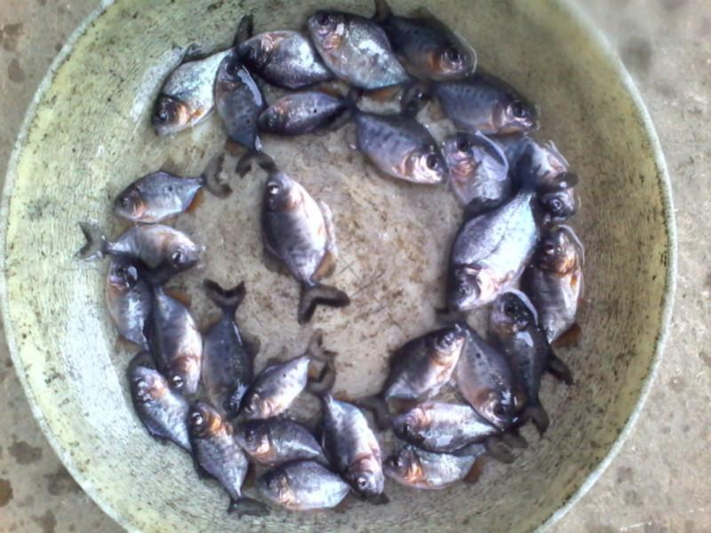 供应用于白鲳鱼养殖的贺州大量供应淡水白鲳鱼苗