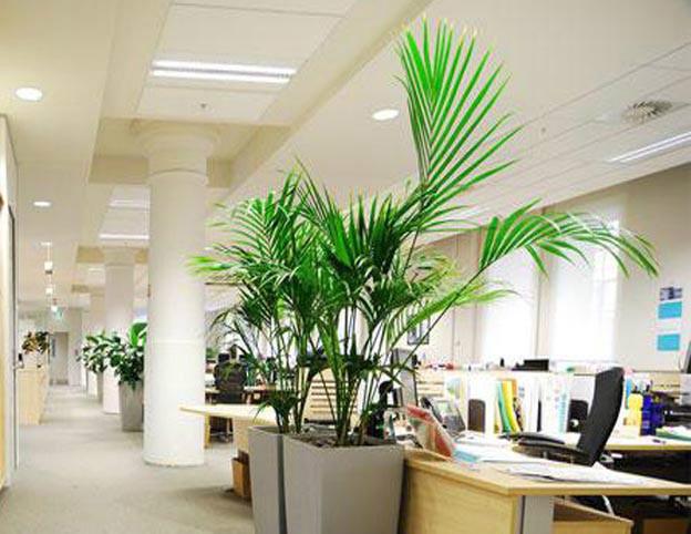 供应上海办公室绿化租赁公司_上海绿化租摆公司_上海绿化养护公司图片