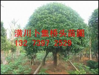 供应河南桂花树批发；河南桂花树大量供应；河南桂花树报价