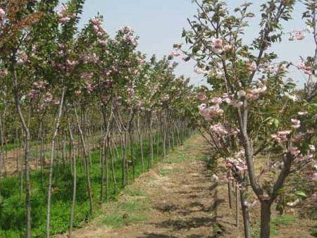 供应优质10公分樱花种植，优质10公分樱花施工，优质10公分樱花栽培