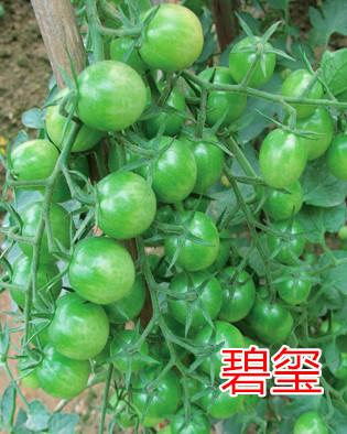 供应碧玺-嫩绿樱桃番茄图片