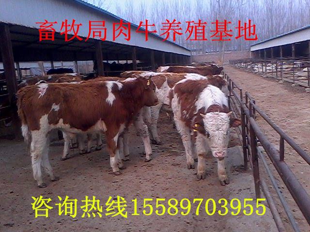 供应哪里有西门塔尔小牛犊出售现在肉牛犊价格