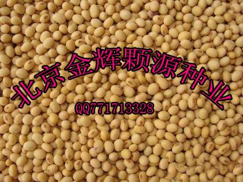 供应脱毒大豆种子/北京金辉颗源种业直销/非转基因大豆种子