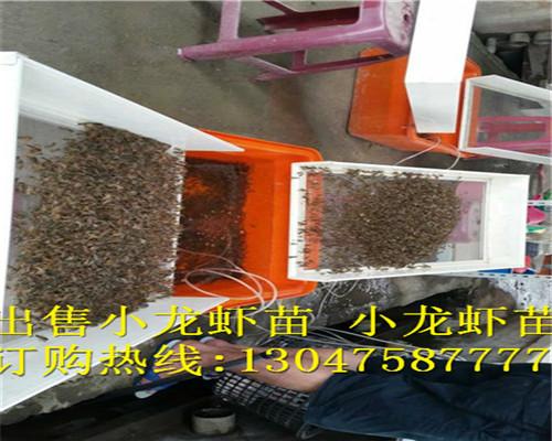 供应泰州龙虾苗多少钱一斤龙虾种苗