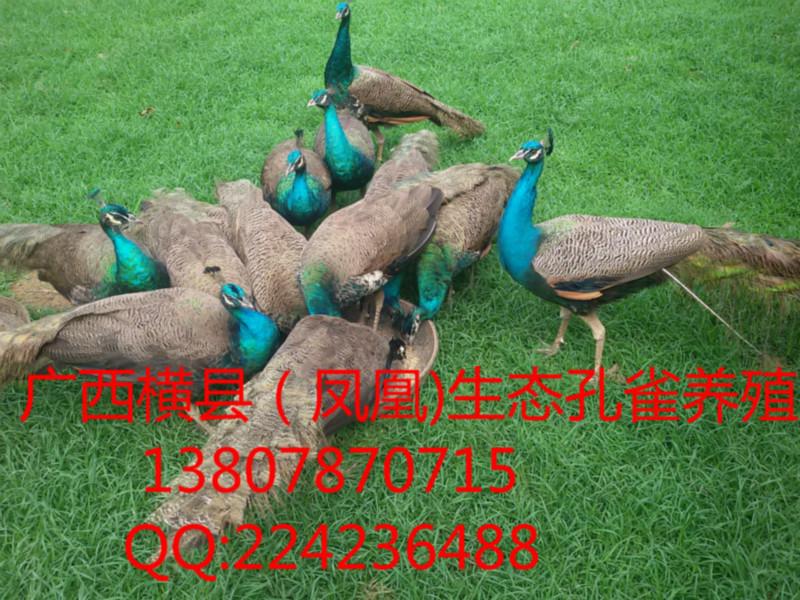 供应用于孔雀观赏食用的广西蓝孔雀苗南宁白孔雀苗广西孔雀，