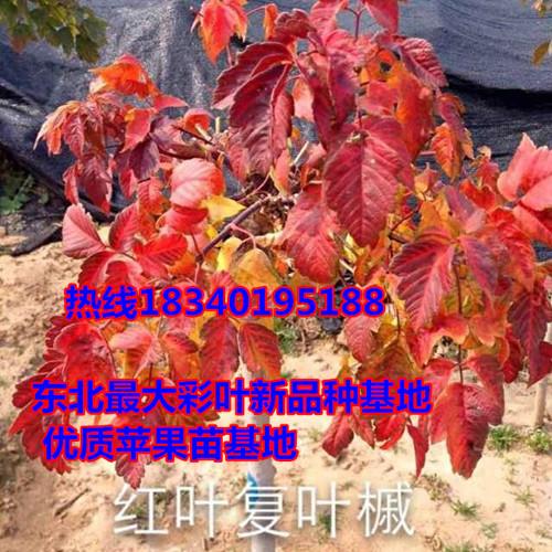 供应红叶糖槭苗价格