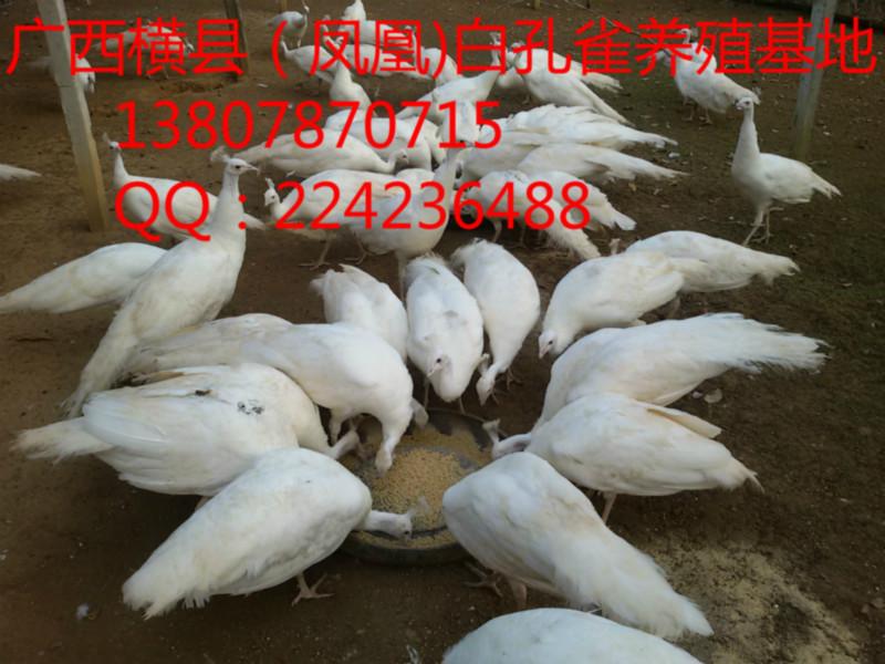 供应广西贺州市大型白孔雀养殖、贺州市白孔雀苗批发、贺州市标本白孔雀