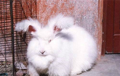 兔子养殖长毛兔价格批发