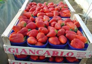 供应雪蜜草莓苗法兰地草莓苗、湖南草莓苗求购价钱、湖南草莓苗供应