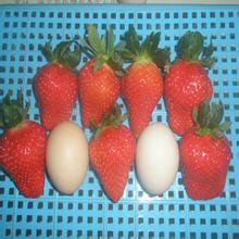供应佐贺清香草莓苗价格、、佐贺清香草莓批发、贵州佐贺清香草莓苗供应