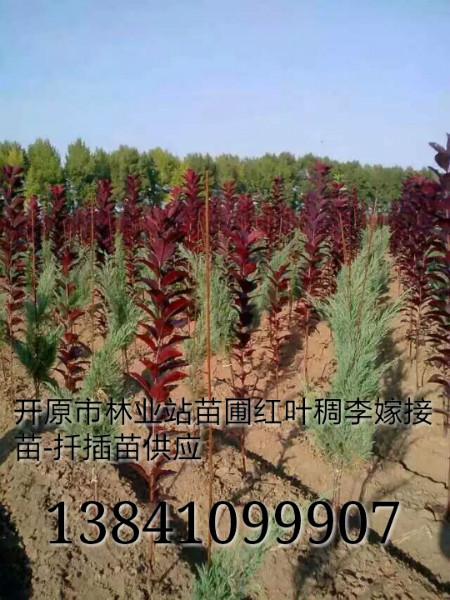 供应宁夏绿化彩叶树最新品种有什么，宁夏地区彩叶乔木灌木小苗供应商批发