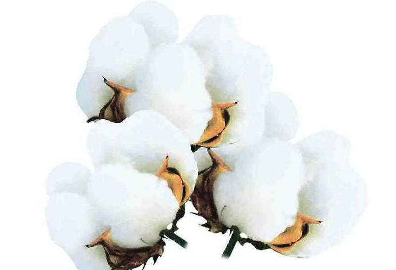 贵州新疆棉批发、新疆棉，新疆棉价格，贵州新疆棉