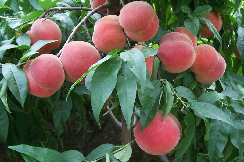 宿州市现在可预定2015桃苗油桃苗苹果苗厂家