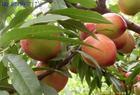 广州市苹果苗基地批发价格价钱供应植园厂家