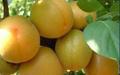 凯特杏种植基地，的金太阳杏产地价格批发 凯特杏种植基地金太阳杏产地丰源红