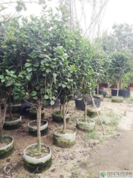 供应用于绿化的茶花树价格苗农在线