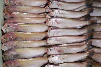 冷冻带鱼对虾鲍鱼全国送货批发