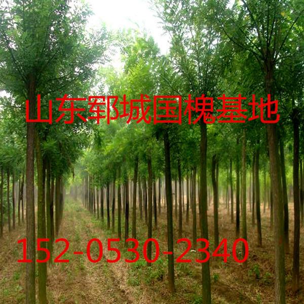 供应北京国槐树 18-20公分国槐价格