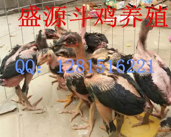 供应纯血统越南斗鸡种鸡刚出壳斗鸡苗，泰国斗鸡种苗