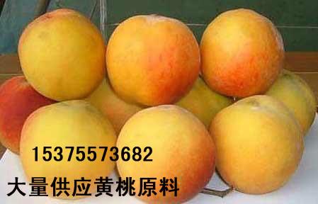 供应2015年黄桃原料83黄桃 19黄桃批发