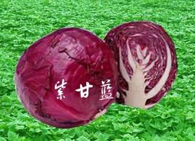 供应奇山红绣球紫甘蓝种子 上市早 颜色好 品质优  中早熟品种