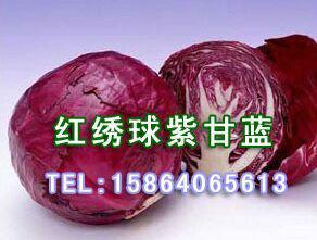 供应奇山红绣球紫甘蓝种子中早熟品种