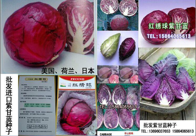 供应奇山红绣球紫甘蓝种子中早熟品种